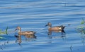 A Pair of Blue Winged Teal on a Wetland pond Royalty Free Stock Photo