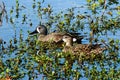 Pair of Blue Winged Teals Celery Fields Sarasota Royalty Free Stock Photo