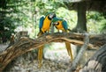 Pair of blue and yellow gold macaw parrot on wood Royalty Free Stock Photo