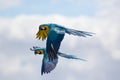 Pair of blue and yellow or gold macaws Ara ararauna in flight. Royalty Free Stock Photo