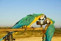 A pair of blue-and-yellow macaw parrots. Royalty Free Stock Photo