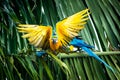 A pair of Blue and Yellow Macaws, one perched on a coconut branch and the other in flight. Royalty Free Stock Photo