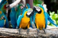 A pair of blue-and-yellow macaws perching at wood branch in jung Royalty Free Stock Photo