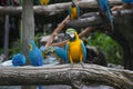 Blue-and-yellow macaws perching at wood branch Royalty Free Stock Photo