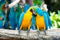 A pair of blue-and-yellow macaws perching at wood branch in jungle. Colorful macaw birds in forest Royalty Free Stock Photo