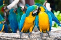 A pair of blue-and-yellow macaws perching at wood branch in jungle. Colorful macaw birds in forest Royalty Free Stock Photo