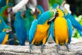 A pair of blue-and-yellow macaws perching at wood branch in jung Royalty Free Stock Photo