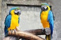 A pair of blue-yellow parrots (ara,macaws) sitting on a baranch in jungle Royalty Free Stock Photo