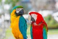 Pair of blue-yellow and red macaw parrots on a branch in the park Royalty Free Stock Photo