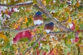 Pair of bluebirds on fall tree in snow with blur of red trees in background Royalty Free Stock Photo