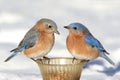 Pair of Bluebirds On A Feeder With Snow