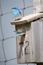 A pair of bluebirds Royalty Free Stock Photo