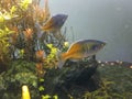 pair of boesemani rainbow in aquarium