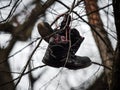 A pair of boots hangs high on a tree. Abandoned old lonely boots