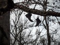 A pair of boots hangs high on a tree. Abandoned old lonely boots