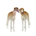 A pair of borzoi dogs on white background