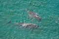 A pair of bowhead whales off the coast. View from above