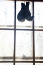 Pair of boxing gloves hanging on window Royalty Free Stock Photo