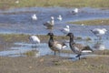 Brant Geese Walking Through Tidal Estuaries Royalty Free Stock Photo