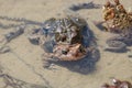 Pair of Breeding Frogs in Shallow Water Royalty Free Stock Photo