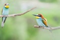 Pair of bright cute birds sitting on the branches