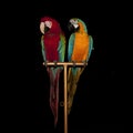 A pair of bright multicolored circus macaw parrots sitting on a stand Royalty Free Stock Photo