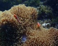 Pair of bright orange anemonefish or clownfish in anemone underwater Royalty Free Stock Photo