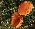 Pair of California Poppies in Bloom Close-Up