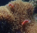 Pair of bright tropical fish in large anemone underwater Royalty Free Stock Photo