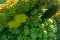 A pair of bright yellow coral fish mating on a coral reef accompanied by Red Sea sailfin tang or Desjardin`s sailf. Bluecheek. Royalty Free Stock Photo