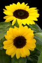 Pair bright yellow sunflowers with green foliage