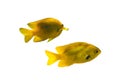 Pair of bright yellow tropical fish isolated on a white background. Close up of two small saltwater Gold Fish. Royalty Free Stock Photo