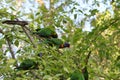 Australian Wildlife Series - Rainbow Lorikeet Pair in Silver Birch Tree - Trichoglossus moluccanus Royalty Free Stock Photo