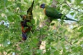 Australian Wildlife Series - Rainbow Lorikeet Pair in Silver Birch Tree - Trichoglossus moluccanus Royalty Free Stock Photo