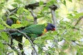 Australian Wildlife Series - Rainbow Lorikeet Pair in Silver Birch Tree - Trichoglossus moluccanus Royalty Free Stock Photo