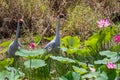 A pair of Brolga Antigone rubicunda amongst pink lotus lilies