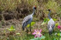 A pair of Brolga Antigone rubicunda amongst pink lotus lilies