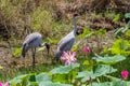 A pair of Brolga Antigone rubicunda amongst pink lotus lilies