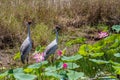 A pair of Brolga Antigone rubicunda amongst pink lotus lilies