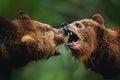 Pair of Brown Bears fighting or playing Royalty Free Stock Photo