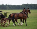 Pair of brown carriage horses in harness attached to carriage in grassland Royalty Free Stock Photo