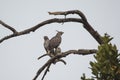Pair of Changeable or Crested Hawk Eagles
