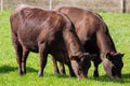 A pair of brown cows grazing in a field Royalty Free Stock Photo