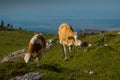 Pair of brown cows with small horns is relaxing on a big pasture field on Velika Planina plateau in Slovenia on a warm sunny