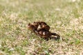 Pair of the brown frog in a grass - reproduction Royalty Free Stock Photo