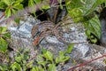 Pair Of Brown Geckos Mating