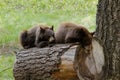 Pair of brown grizly bears looks very relaxed, laying on the log and sleeping Royalty Free Stock Photo