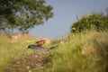 Pair Brown Hare chasing in grass at high speed Royalty Free Stock Photo