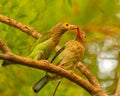 A Pair of brown Headed Barbet on a tree Royalty Free Stock Photo