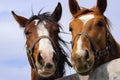 Pair brown horses with extreme close-up